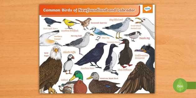 Common Birds of Newfoundland and Labrador (teacher made)