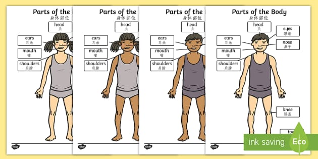 Parts of the Body A4 Head and Shoulders Worksheet