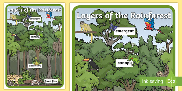Layers Of The Rainforest Printable Animals