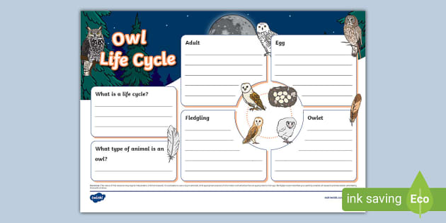 Owl Life Cycle Fact File Template Lenseignant A Fait