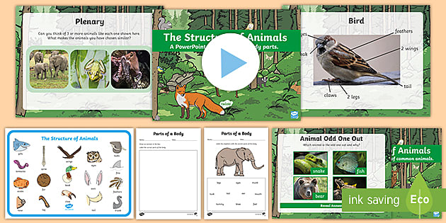The Structure of Animals | Activity for Grade 1/Year 1
