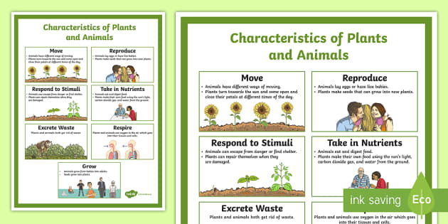 Characteristics of Living Things Display Poster - Twinkl