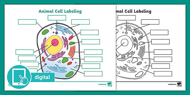 blank simple plant cell diagram