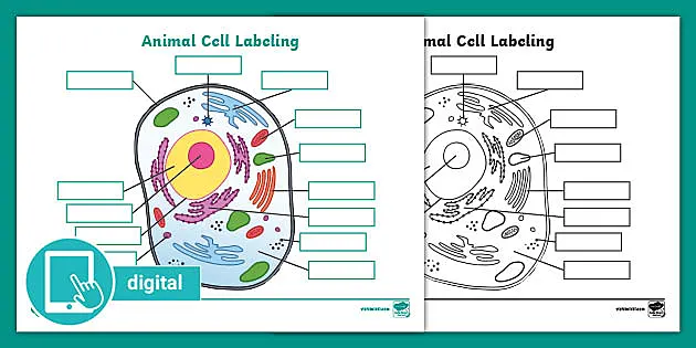 labeled animal cell diagram 7th grade