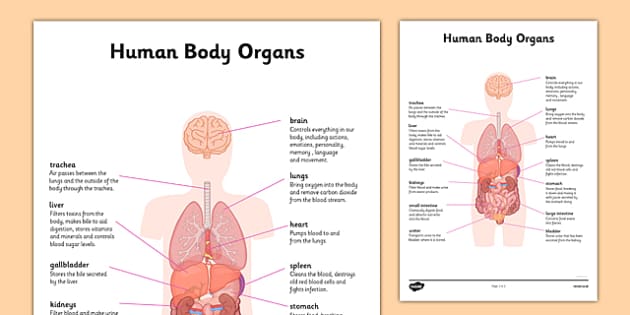 Organ Map  Diagram of Human Body Internal Organs Functions