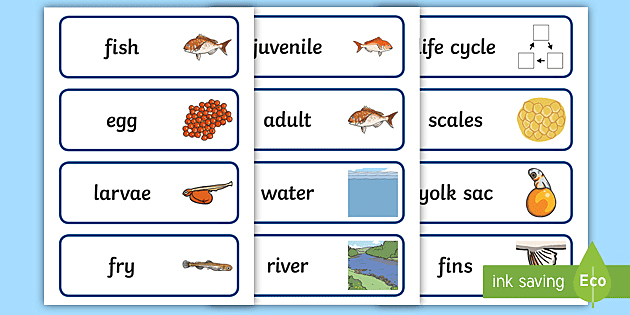 Life Cycle Of A Fish Colouring Page Teacher Made