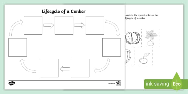 Conkers Life Cycle Ordering Activity (teacher made) - Twinkl