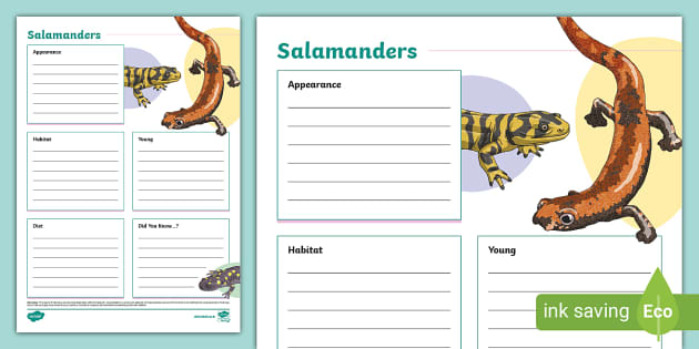 Salamanders Fact File Template - Twinkl