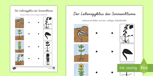 Der Lebenszyklus der Sonnenblume Bilder verbinden Twinkl