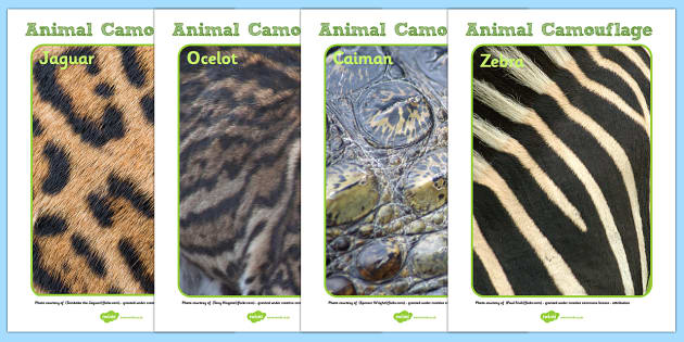 Animals with Stripes Camouflage Posters | Primary Resources