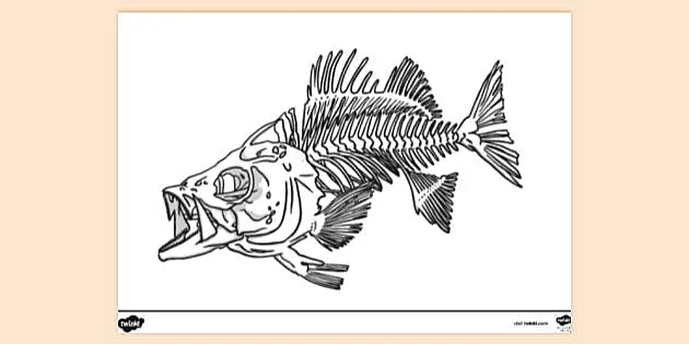 Fish Skeleton Colouring  Colouring Sheets (teacher made)