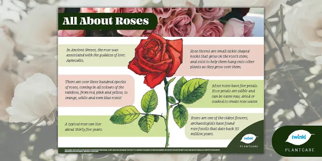 6 Fascinating Facts About Roses That You Probably Didn't Know