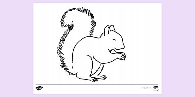 How to Draw a Squirrel - Really Easy Drawing Tutorial | Cartoon drawings,  Squirrel illustration, Squirrel