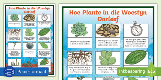 Woestynplante Aanpassings Plakkaat (teacher Made) - Twinkl