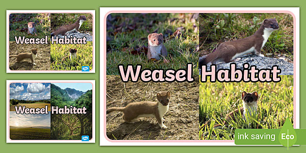 FREE Weasel Habitat Display Photos Class Resources Twinkl   T Tp 2681333 Weasel Habitat Poster Ver 1 