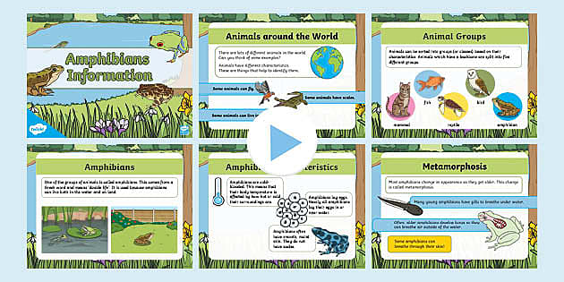 Amphibians Information PowerPoint - KS1 - Primary Resources