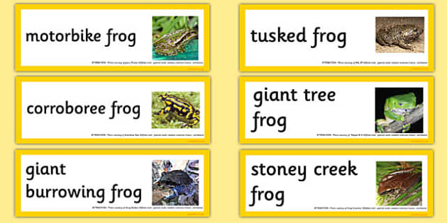 Australian Amphibians Word Cards (teacher made) - Twinkl