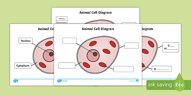 Animal Cell Diagram Worksheet for Kids (teacher made)