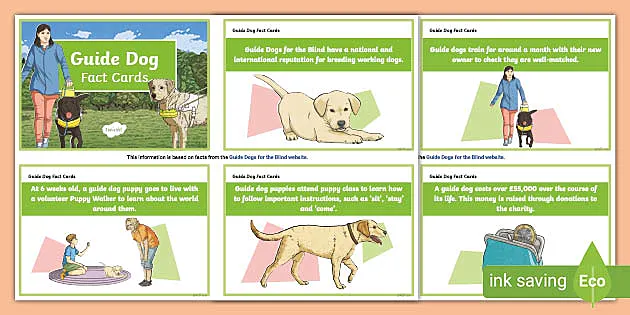 can you pet guide dogs