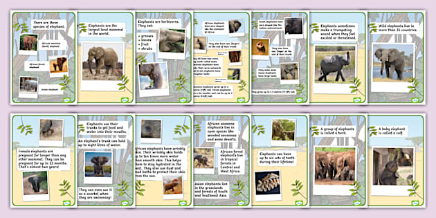 Elephant Display Posters - KS1 - Animals - Science - Twinkl