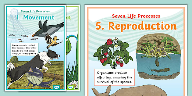 Intermediate Phase Life Processes Display Posters - Twinkl