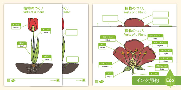 植物の作り Parts Of A Plant プリント 日本語と英語