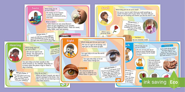 EYFS All About My Senses Fact Files (teacher made)