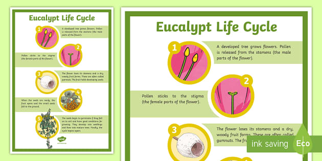 Eucalypt Life Cycle Display Poster (teacher made) - Twinkl