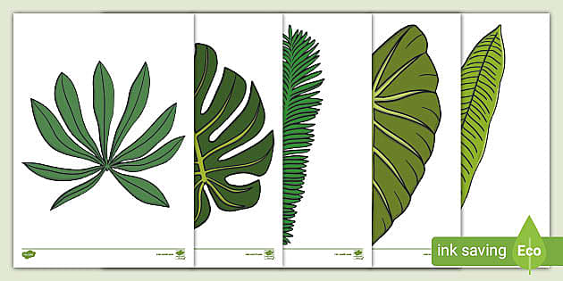 KS1 Jungle Leaf Template Cut-Outs (teacher made) - Twinkl
