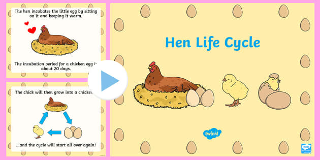 Chicken Life Cycle PowerPoint - chicken life cycle, chicken life