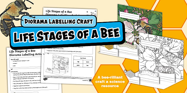 Life Stages of a Bee Diorama Labelling Craft Activity