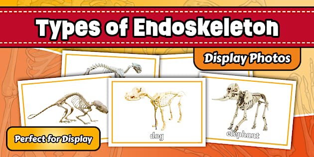 Types of Endoskeleton Display Photos