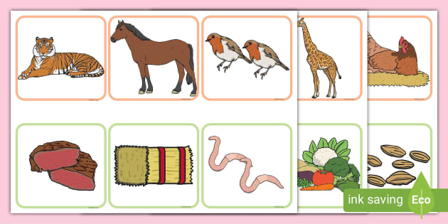 Animals And What They Eat Matching Cards (teacher Made)