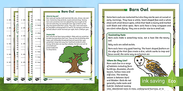 Barn Owls Reading Comprehension Teacher Made