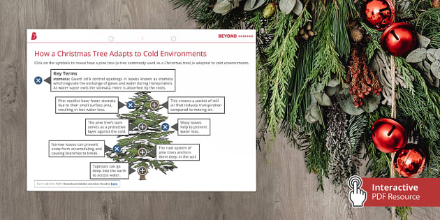 KS3 Christmas Tree Adaptation Interactive Hotspot - Twinkl
