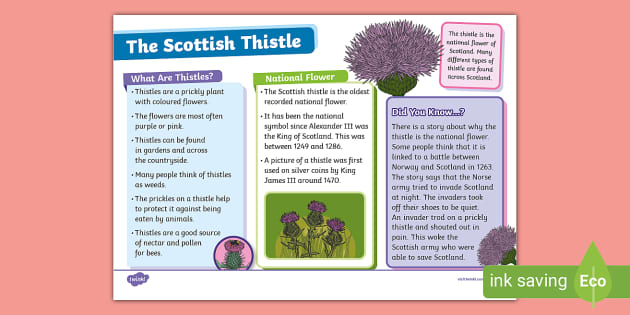 The Scottish Thistle Fact File - KS1 (teacher made) - Twinkl