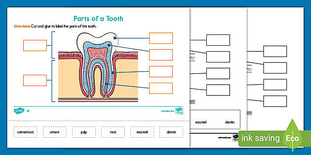 Parts of a Tooth Worksheet | Dental Health Month | Twinkl