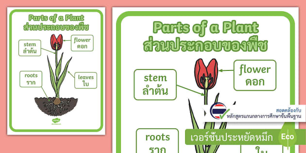 โปสเตอร์ส่วนประกอบของพืช (Thai/English)