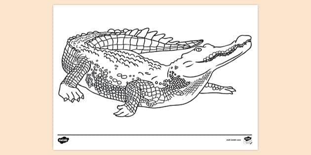 How To Draw An Alligator - Art For Kids Hub -  Art for kids hub,  Alligators art, Art for kids