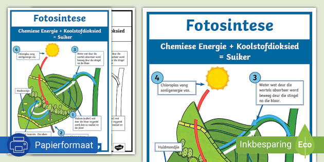 Die Proses van Fotosintese in 'n Blaar Plakkaat - Twinkl
