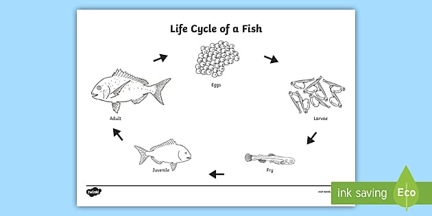 Life Cycle of a Fish Colouring Page.