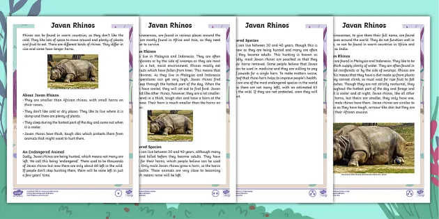 Javan Rhino Fact Sheet - Teacher-made Primary Resource