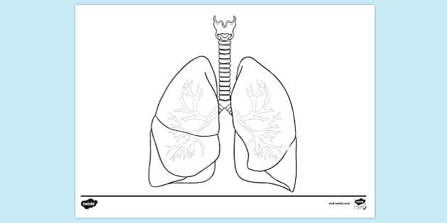 free-lungs-colouring-colouring-sheets-teacher-made