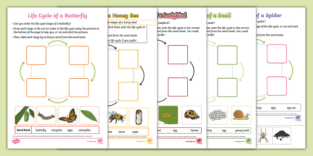 Minibeast Life Cycles Pack - KS1 - Science - Life Cycles