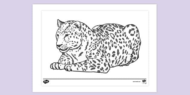 https://images.twinkl.co.uk/tw1n/image/private/t_630_eco/image_repo/2f/34/t-tp-2665245-amur-leopard-colouring-sheet_ver_1.jpg