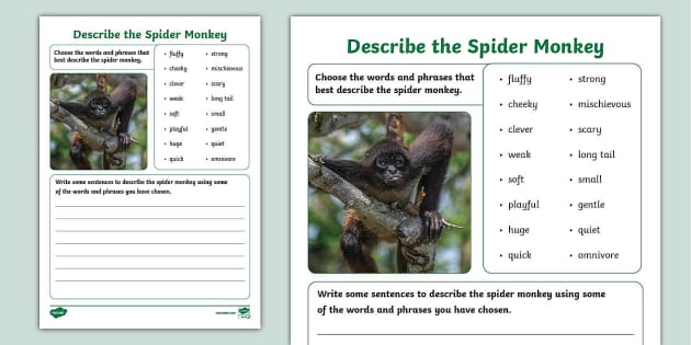 describe-a-spider-monkey-worksheet-lehrer-gemacht-twinkl