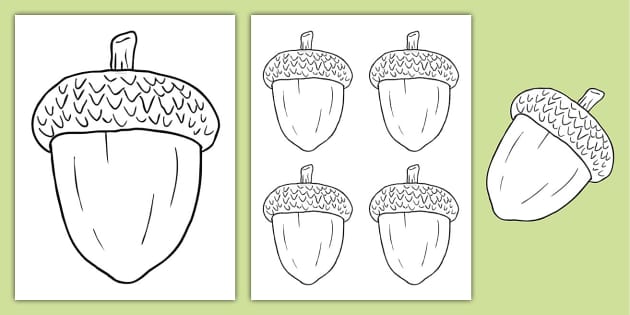 free-acorn-template-educational-resources-twinkl-usa