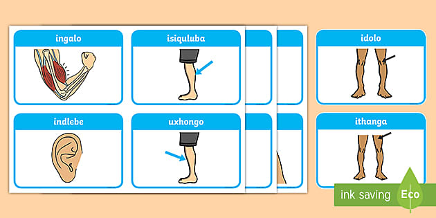 FREE! - Body Parts Flashcards (teacher made)