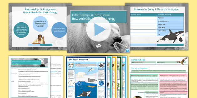 How Animals Get Their Energy Activity Pack | KS3 Science