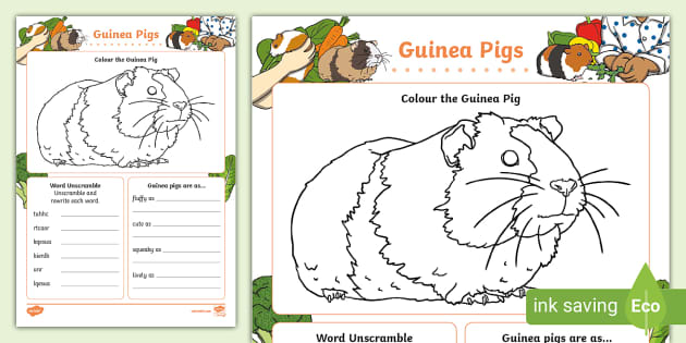 Guinea pig boredom busters best sale
